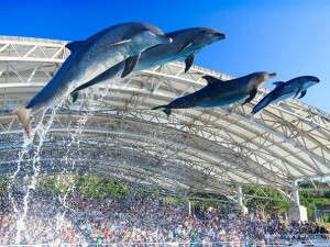 Acquario Churaumi di Okinawa