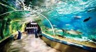 Acquario di Istanbul