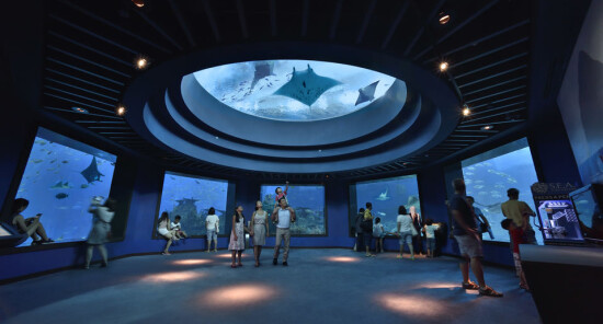 Acquari più belli al mondo: Viaggio a piedi tra le meraviglie del mare