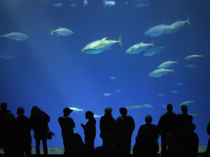 Monterey Bay Aquarium