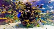 Ripleys Aquarium Canada
