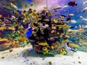 Ripleys Aquarium Canada