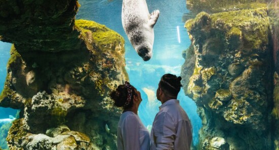 Biglietti per l'Acquario di Genova - Guida all'acquisto online