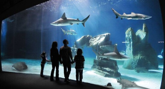 How to plan a day trip to the Genoa Aquarium