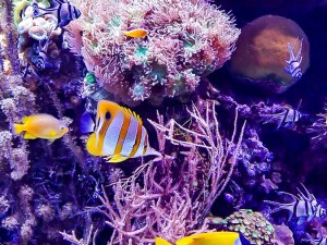 Pesci gialli acquario genova vivicity