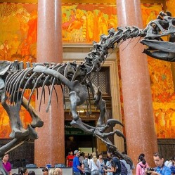 American Museum of Natural History di New York