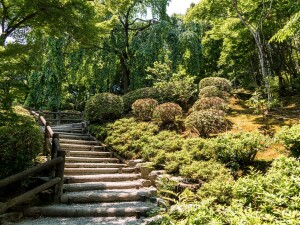 Arashiyama foresta bambu