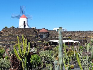 Lanzarote giardino cactus