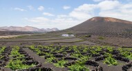 Lanzarote vigneti