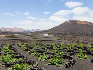 Lanzarote vigneti