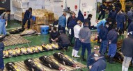 Mercato del pesce Tokyo asta tonni