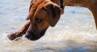 Spiaggia dog friendly Peschiera del Garda