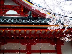 ueno sakura tokyo giappone