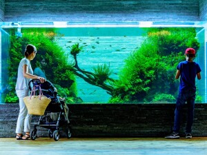Tokyo Skytree acquario ph.Toshihiro Gamo