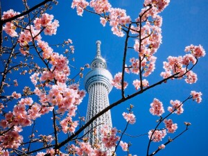 Tokyo Skytree ciliegi ph.hans johnson