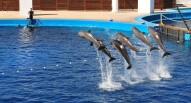 Oceanario delfini valencia