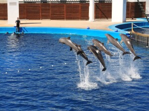 Oceanario delfini valencia