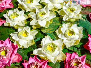 Fiori Thailandia vivicity