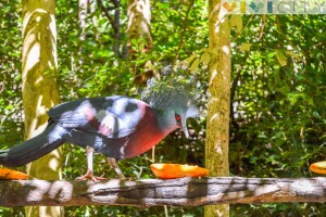 chiang mai zoo thailandese vivicity