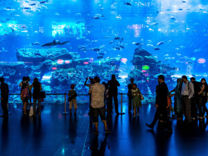 Acquario Dubai Mall 3