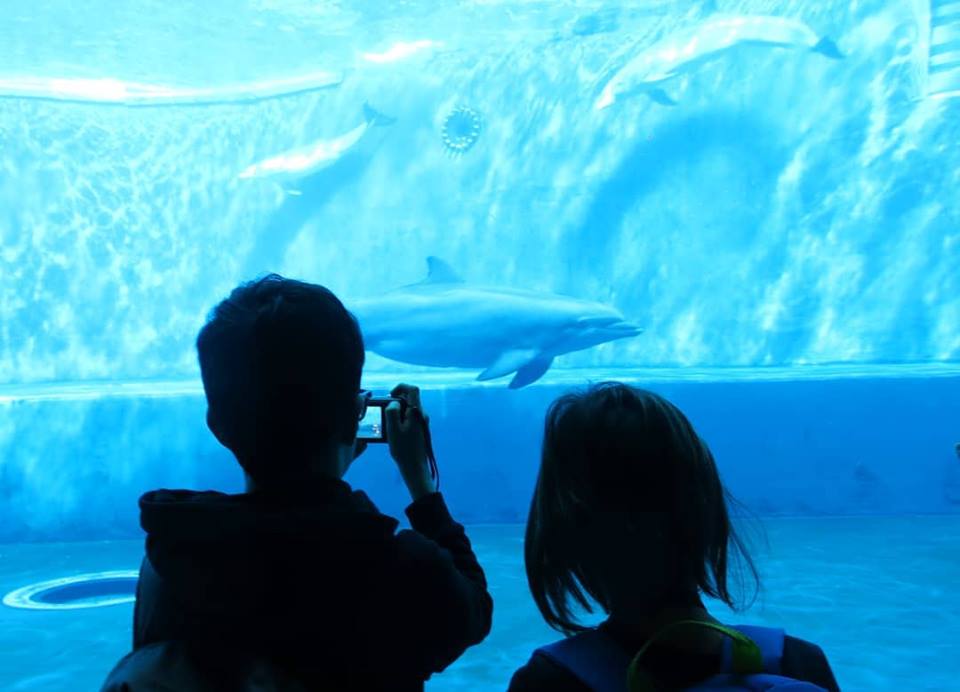 Visit Genoa Aquarium Italy Tips And Skip The Line Tickets