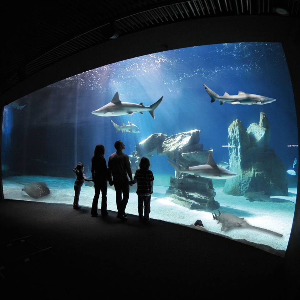 Visit Genoa Aquarium Italy Tips And Skip The Line Tickets