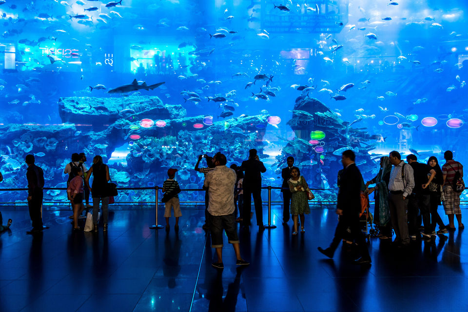 Acquario Dubai Mall 3